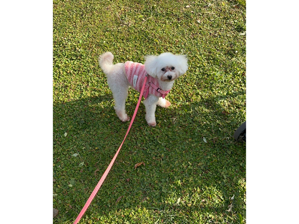 モデル犬を卒業したオハナちゃん♪